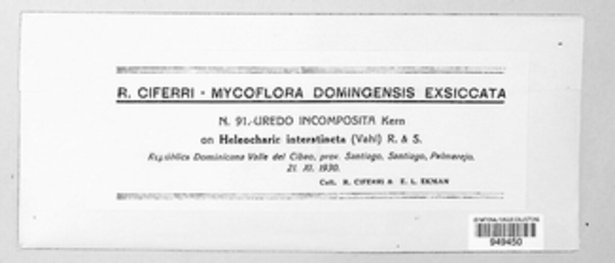 Puccinia incomposita image